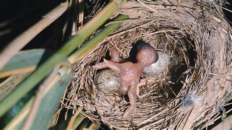 10 Strange Facts About Cuckoo | Bird Mongolia