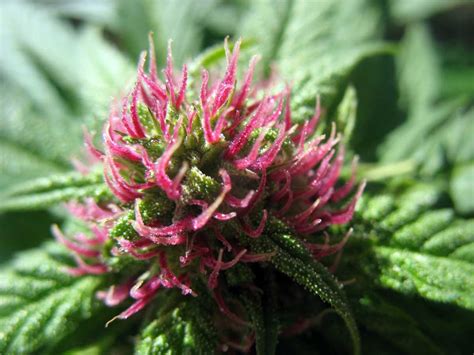How to Grow Pink or Purple Cannabis Buds | Grow Weed Easy