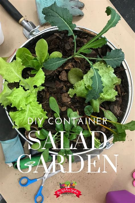 Planting a Container Salad Garden - The Kitchen Garten