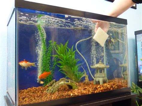 Optimal Fish Stocking Guide: How Many Fish Per Gallon?