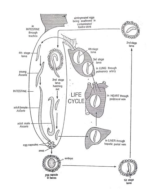 Life cycle of ascaris lumbricoides diagram – Artofit