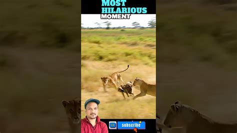 Lion vs hyena fight #viral - YouTube