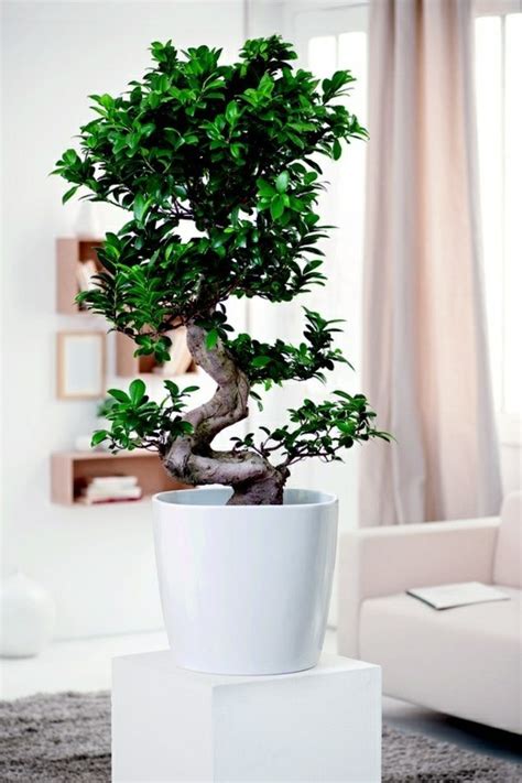 Feng Shui plants for harmony and positive energy in the living room | Avso