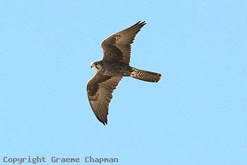 Black Falcon - Australian Birds - photographs by Graeme Chapman