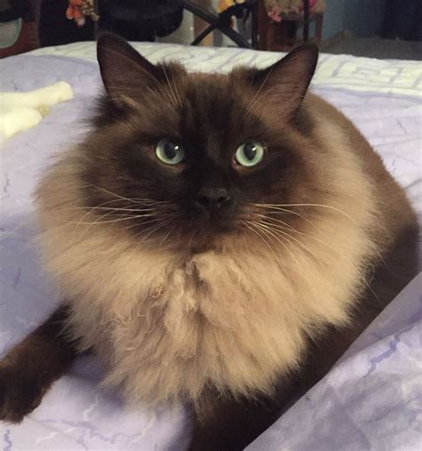 Dralion, Mink Ragdoll rare seal colorpoint | Ragdoll cat, Pretty cats, Cats