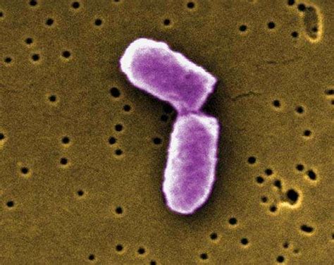 Binary fission | cell division | Britannica.com