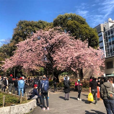 Cherry Blossoms at Ueno Park. Cherry blossoms (Sakura) full bloom ...