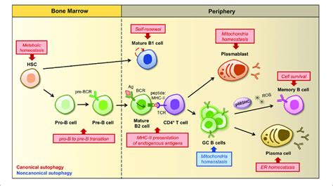 About Human Cells For Level B2