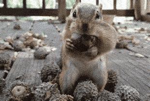 Acorn GIFs - Get the best GIF on GIPHY