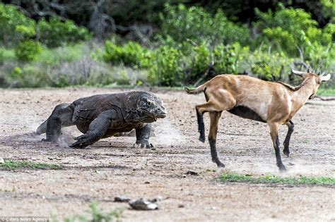 Incredible moment a pair of massive Komodo dragons kill a goat | Komodo dragon, Komodo, World's ...