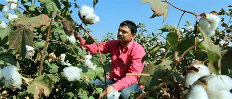 The Cotton Crop | How to Cultivate Cotton - Danitol India