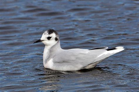 Martin's Sussex Birding Blog: Little Gull