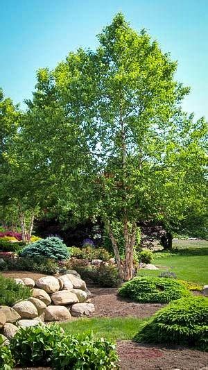 River Birch For Sale Online | The Tree Center