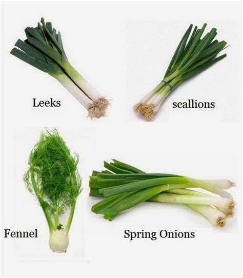 How to Re-Grow Leeks, Scallions, Spring Onions and Fennel from Kitchen Scraps - 101 Gardening