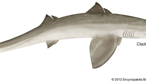 Cladoselache | fossil shark genus | Britannica