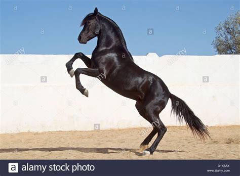 Black Thoroughbred Horse Rearing High Resolution Stock Photography and Images - Alamy