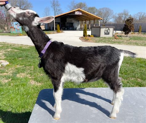 Full blooded Alpine Dairy goat, Zyia "DOE" Born 1-13-2023 | Harmony Lane Farms