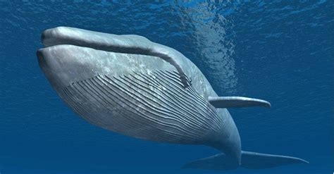 10 Incredible Blue Whale Facts - A-Z Animals