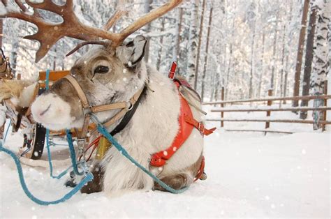 Santa's reindeer are female according to science and Twitter | Santa ...