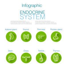 Endocrine System Infographic Design N3 free image download