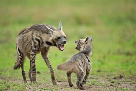 The Perils of a Female Hyena Giving Birth