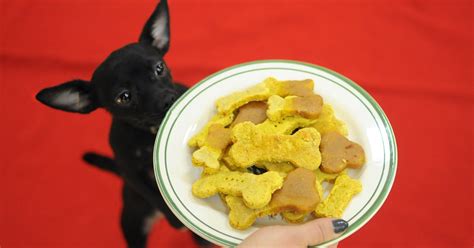 Healthy, Safe Snacks to Help Your Pet Slim Down | ASPCA