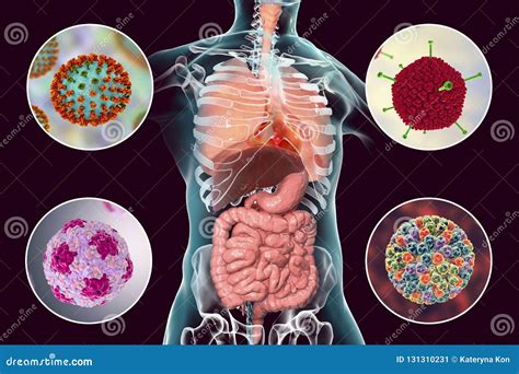 Human Pathogenic Viruses Causing Respiratory and Enteric Infections Stock Illustration ...