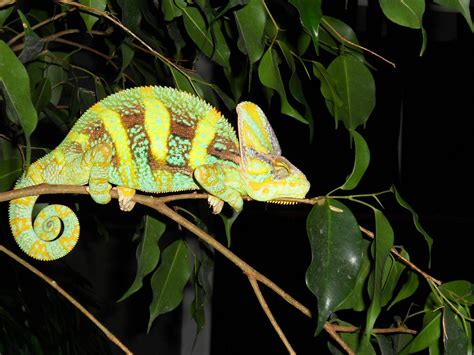 Veiled Chameleon - Reptiles Photo (14194271) - Fanpop