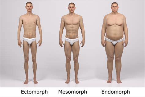 Male Body Types: Endomorph, Ectomorph & Mesomorphs - My Fit Foods