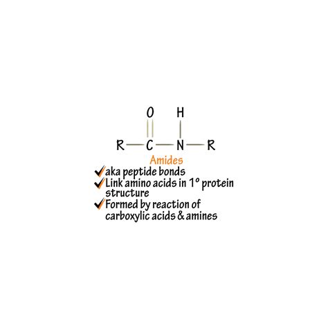 Biochemistry Glossary: Amide | Draw It to Know It