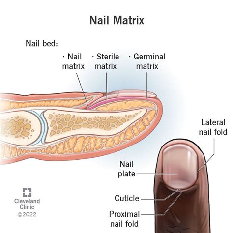 Nail Matrix: What It Is, Function, Damage & Conditions