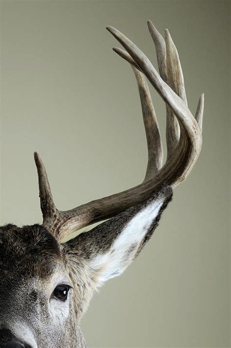 Half Whitetail Deer Head by Nater23