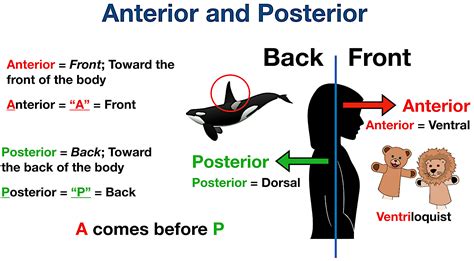 Anatomical Position and Directional Terms: Definitions, Example Labeled Diagrams, Body Planes ...