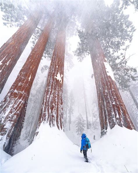 Blizzard conditions in Sequoia National Park means excellent ...