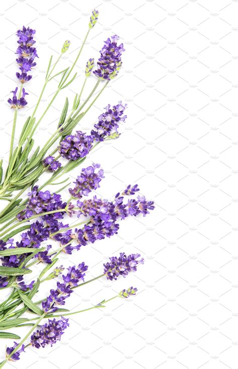 Lavender flowers on white background by LiliGraphie on @creativemarket #flowers #flower # ...