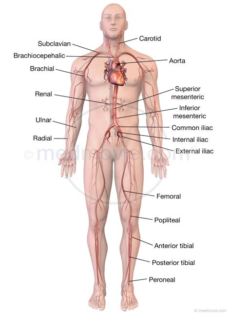 Major Blood Vessel Chart / Major Arteries Veins And Nerves Of The Body Anatomy Kenhub : The ...