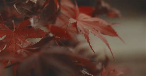 Red Autumn Leaves Free Stock Video Footage, Royalty-Free 4K & HD Video Clip