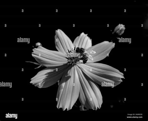 Nectar outdoor Black and White Stock Photos & Images - Alamy