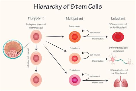 Potency hierarchy of stem cells 7165629 Vector Art at Vecteezy