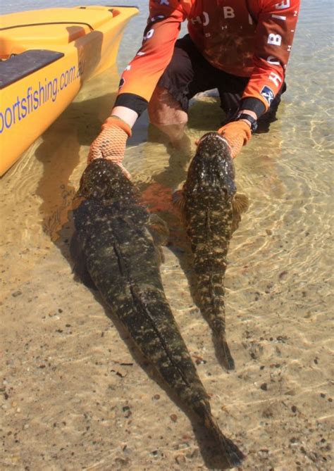 Species of fish | Fishing Australia