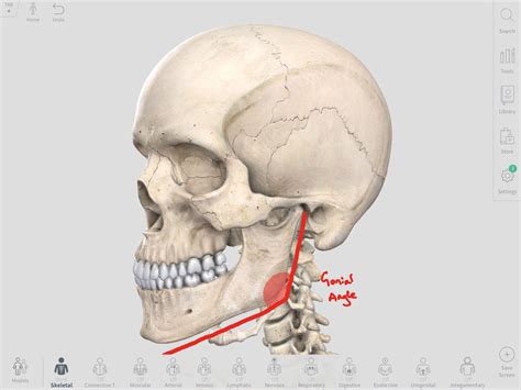 Ramus Anatomy