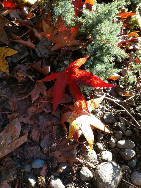 Fall Foliage Red Leaf Stones - Free photo on Pixabay - Pixabay