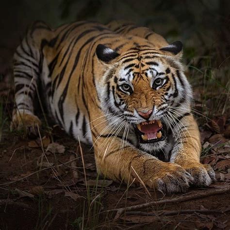 Royal Bengal Tiger | How they look like? What they Eat? & Unique Facts