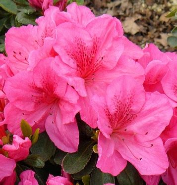 Evergreen Azalea Varieties | Morley Nurseries Ltd.