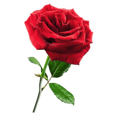 Red Rose transparent PNG - StickPNG