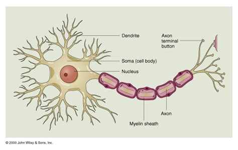 Nerve Cells | Teen Brain Science