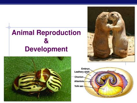 Reproduction In Animals