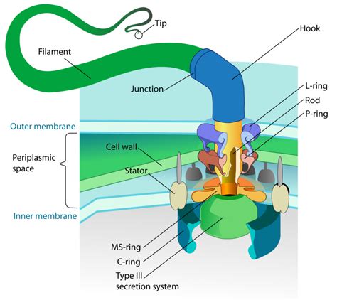 What are Flagella and Pili (Fimbriae)?