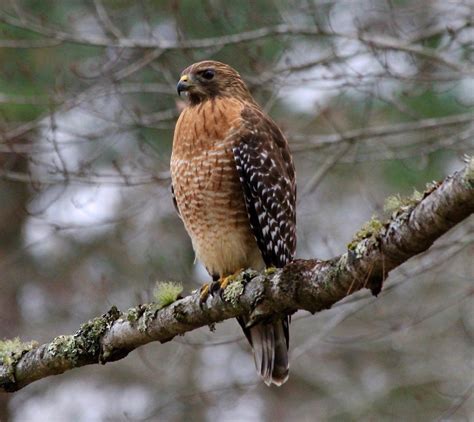 5 Essential Hawk Identification Tips for Birders - Birds and Blooms | Hawk, Hawk identification ...