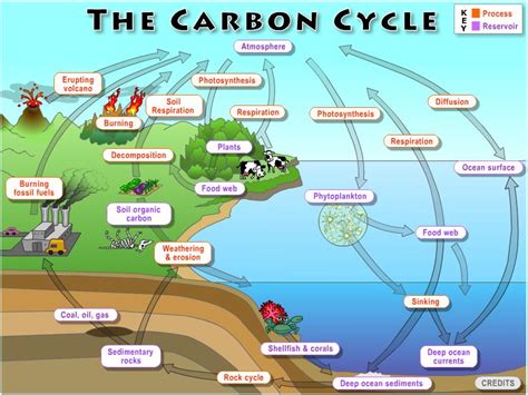 Lab 2: The Global Carbon Cycle